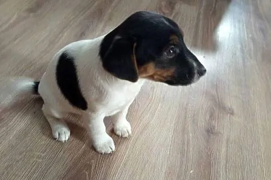 Jack Russell Terrier, Śląskie, Kamieńskie Młyny