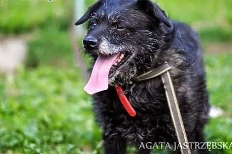Pene - malutki szczeniaczek do adopcji,  mazowieck