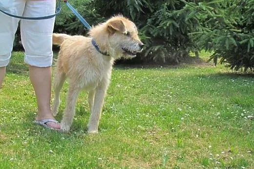 Mela - ofiara wakacji szuka nowego domu,  dolnoślą