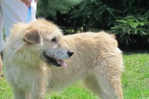 Mela - ofiara wakacji szuka nowego domu,  dolnoślą