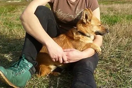 Lisa-4 kg psiej sierotki - sunia troszkę boi się ś
