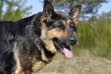 Agia - wspaniała psia seniorka szuka bezpiecznej p