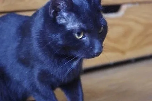 Piki młoda kotka adopcja,  śląskie Gliwice