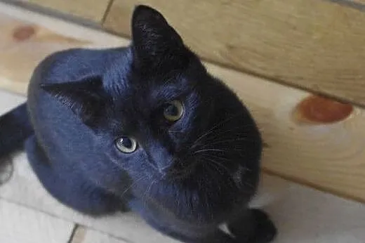 Piki młoda kotka adopcja,  śląskie Gliwice