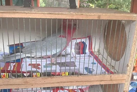 Kakadu Różowe 2019 samica DNA, , Godów