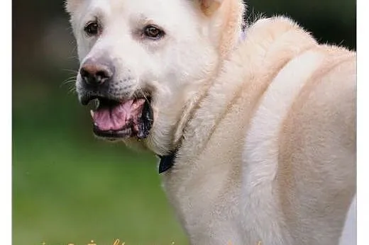 Drops w typie labradora szuka domu,  mazowieckie L