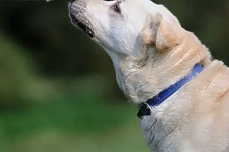 Drops w typie labradora szuka domu,  mazowieckie L