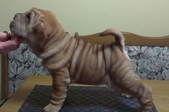 SHAR-PEI piękne, rodowodowe szczenięta po champion