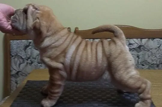 SHAR-PEI piękne, rodowodowe szczenięta po champion