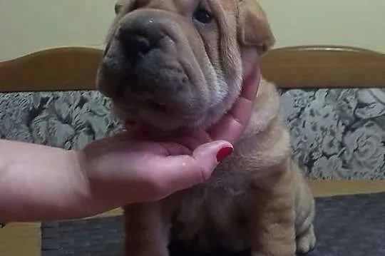 SHAR-PEI piękne, rodowodowe szczenięta po champion