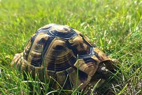 Żółw grecki Henio szuka domu