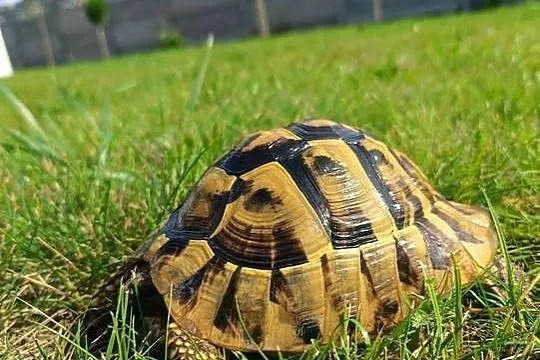 Żółw grecki Henio szuka domu, Świętokrzyskie, Kielce