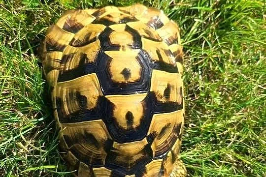 Żółw grecki Henio szuka domu, Świętokrzyskie, Kielce