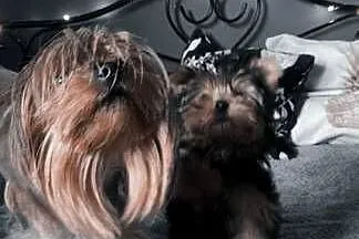 Yorkshire terrier  sunia