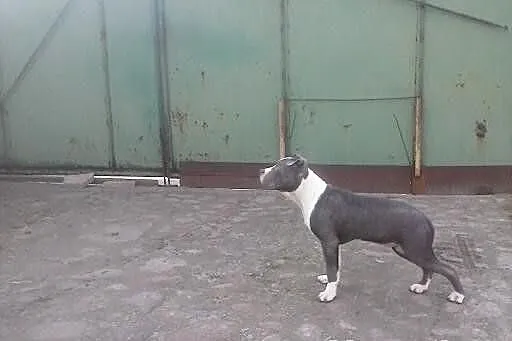 Błękitny amstaf amstaff sztaford amstaffy k. Pozna