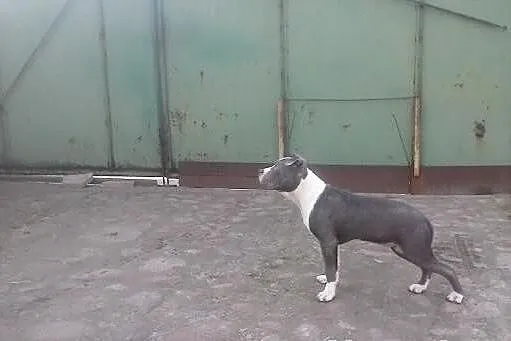 Błękitny amstaf amstaff sztaford amstaffy k. Pozna
