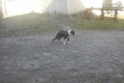 Błękitny amstaf amstaff sztaford amstaffy k. Pozna