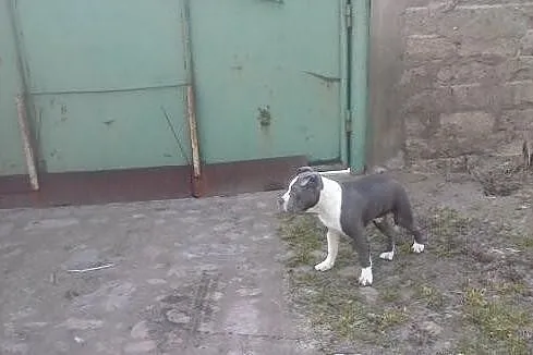 Błękitny amstaf amstaff sztaford amstaffy k. Pozna