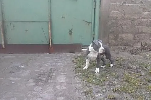 Błękitny amstaf amstaff sztaford amstaffy k. Pozna