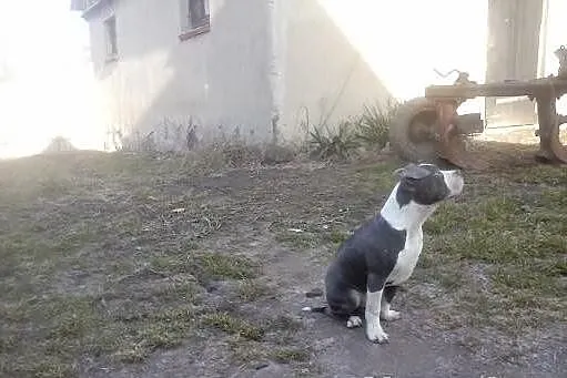 Błękitny amstaf amstaff sztaford amstaffy k. Pozna