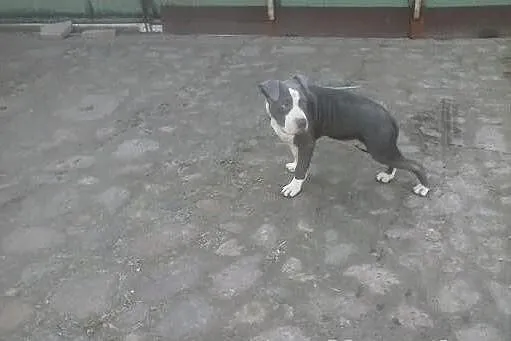 Błękitny amstaf amstaff sztaford amstaffy k. Pozna