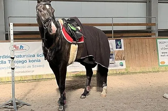 Sprzedam karego wałacha, , 