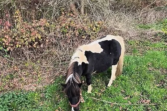 Kucyki matka i córka