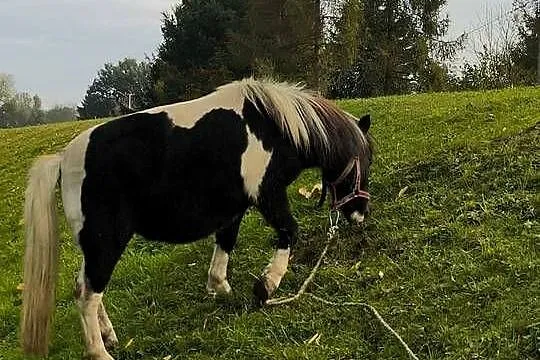 Kucyki matka i córka, Podkarpackie, Gawłuszowice