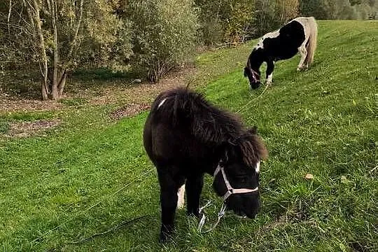 Kucyki matka i córka, Podkarpackie, Gawłuszowice