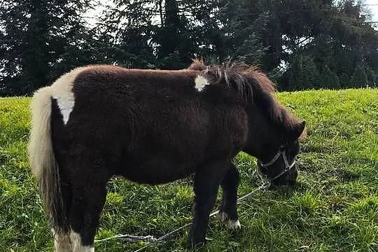 Kucyki matka i córka, Podkarpackie, Gawłuszowice