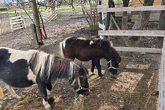 Kucyki matka i córka, Podkarpackie, Gawłuszowice