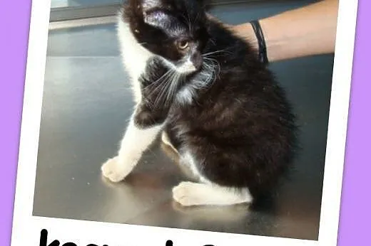 Kocurek czarno-biały, 9 tyg, kuwetkowy, miziasty, wesoły.Adopcja,  mazowieckie Warszawa