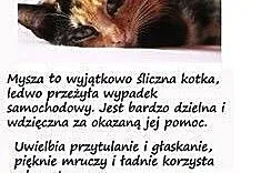 Mysza - piękna kotka szuka domu,  mazowieckie Wars