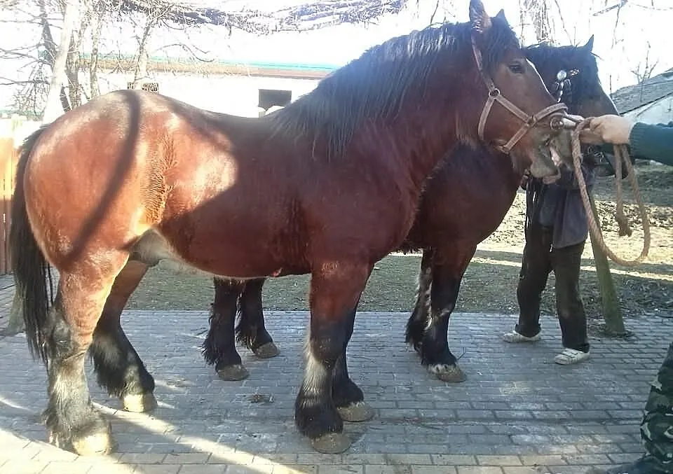 Sprzedam ogiery zimnokrwiste i sztumskie do licenc