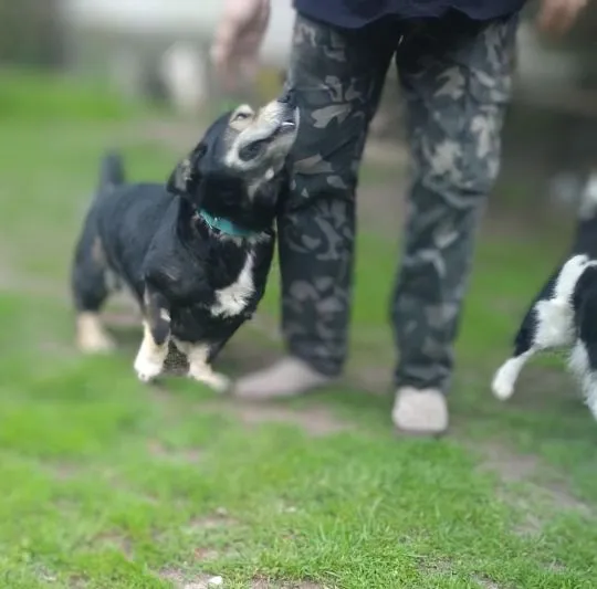 Henio, wychowany niebieskooki dżentelmen szuka domu!  Taki fajny, oryginalny psiak do adopcji. Prawd, , Warszawa
