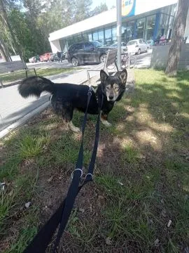 Henio, wychowany niebieskooki dżentelmen szuka domu!  Taki fajny, oryginalny psiak do adopcji. Prawd, , Warszawa