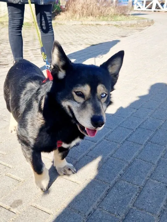 Henio, wychowany niebieskooki dżentelmen szuka domu! Taki fajny, oryginalny psiak do adopcji. Prawd, , Warszawa