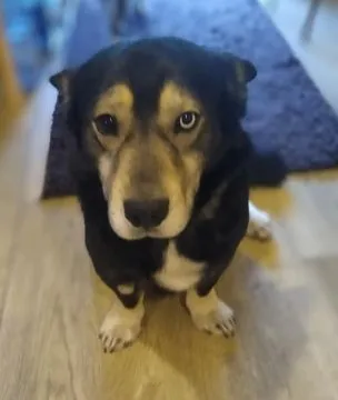 Henio, wychowany niebieskooki dżentelmen szuka domu!  Taki fajny, oryginalny psiak do adopcji. Prawd, , Warszawa