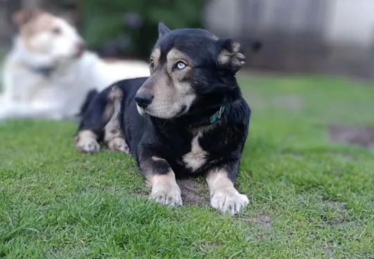 Henio, wychowany niebieskooki dżentelmen szuka domu!  Taki fajny, oryginalny psiak do adopcji. Prawd, , Warszawa