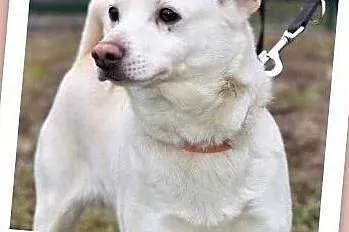 Średni10 kg,biały piesek KACPEREK,łagodny,grzeczny,szczepiony.Adopcja.
