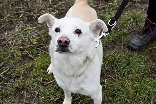 Średni10 kg,biały piesek KACPEREK,łagodny,grzeczny,szczepiony.Adopcja., Łódzkie, Łódź