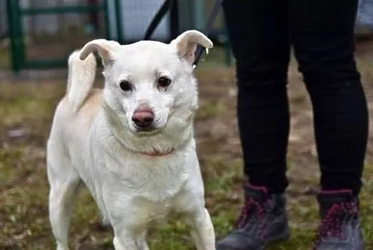 Średni10 kg,biały piesek KACPEREK,łagodny,grzeczny,szczepiony.Adopcja., Łódzkie, Łódź