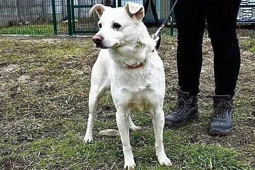 Średni10 kg,biały piesek KACPEREK,łagodny,grzeczny,szczepiony.Adopcja., Łódzkie, Łódź