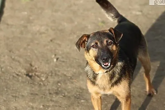 Kostek, młody radosny psiak do adopcji od zaraz!, Mazowieckie, Warszawa