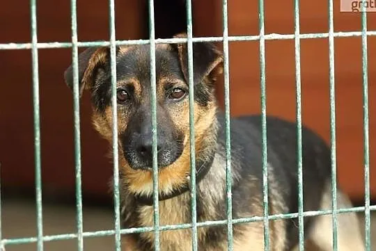 Kostek, młody radosny psiak do adopcji od zaraz!, Mazowieckie, Warszawa