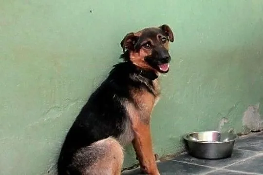 Kostek, młody radosny psiak do adopcji od zaraz!, Mazowieckie, Warszawa