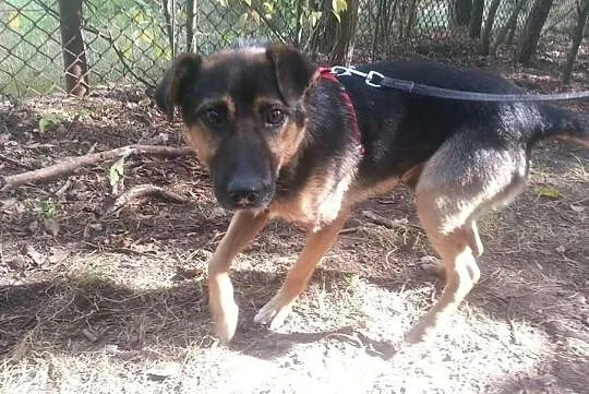 Kostek, młody radosny psiak do adopcji od zaraz!, Mazowieckie, Warszawa