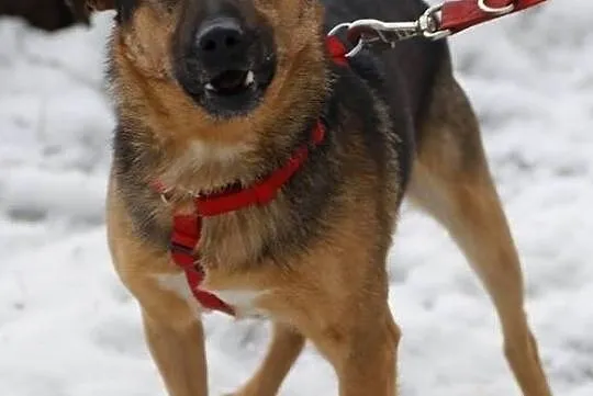 Kostek, młody radosny psiak do adopcji od zaraz!, Mazowieckie, Warszawa