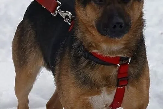 Kostek, młody radosny psiak do adopcji od zaraz!, Mazowieckie, Warszawa