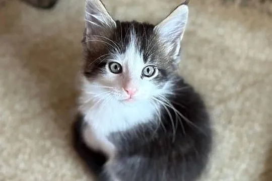 Kocurek Maine Coon gotowy do odbioru